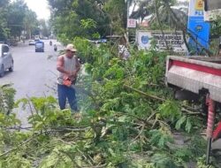 Dalam Upaya Menjaga Keselamatan dan Kenyamanan Lingkungan, Bupati Instruksikan Lakukan Pemangkasan Pohon Pelindung