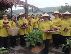 Pemanfaatan lahan yang Inovatif Prajurit Yonif 122/TS dan Persit Panen hasil Kebun Modern Dan Toga Yonif 122/TS