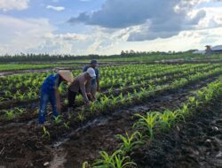 Polsek Rakumpit Lakukan Pengecekan Tanaman Jagung Kuartal 3 di Pager