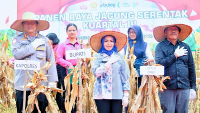 Bupati Labuhanbatu Hadiri Kegiatan Panen Raya Jagung Serentak Kuartal III