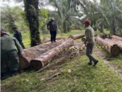 Modus Sembunyikan 49 Gelondongan Kayu Log di Kebun Sawit Asahan Digagalkan Tim Gakkum Kemenhut