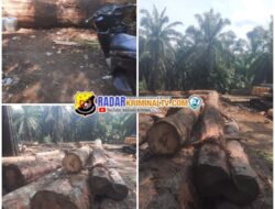 Mafia Perambah Hutan Diduga Bebas Beroperasi di Aek Natas, Hutan Simonis Terancam Gundul
